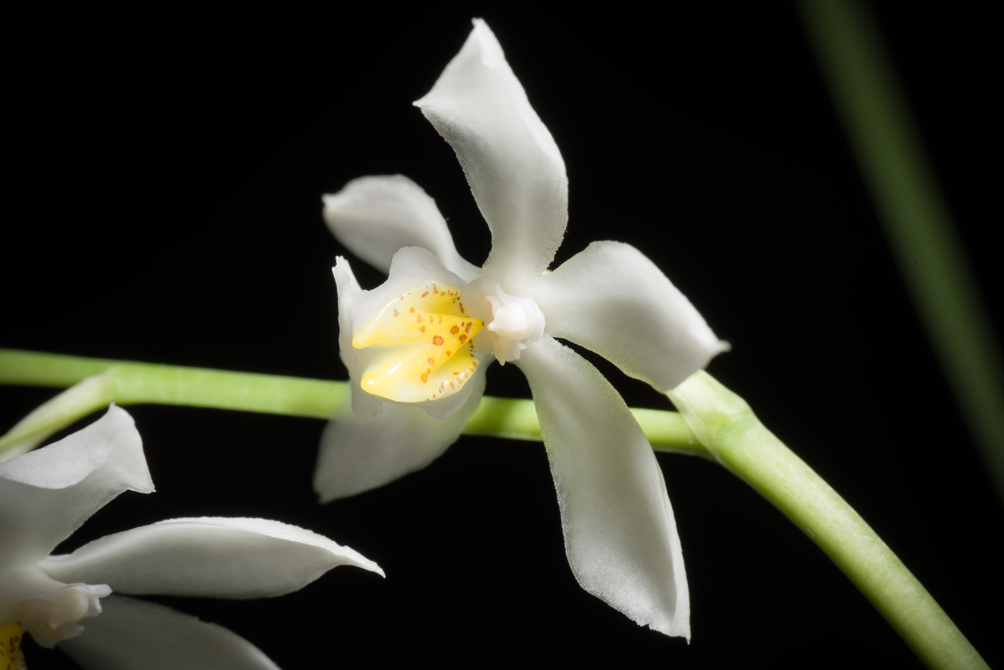 Osmoglossum anceps